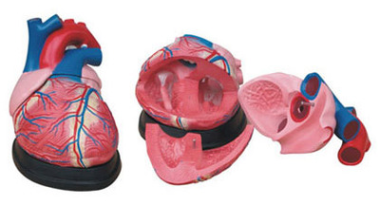 心臟模型