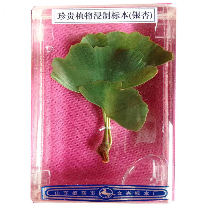 植物浸制標(biāo)本